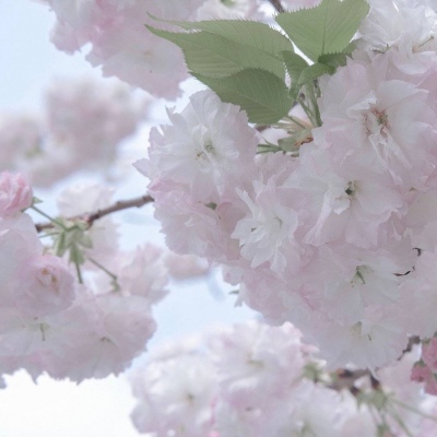 Furry写实风格绘画技巧福瑞群